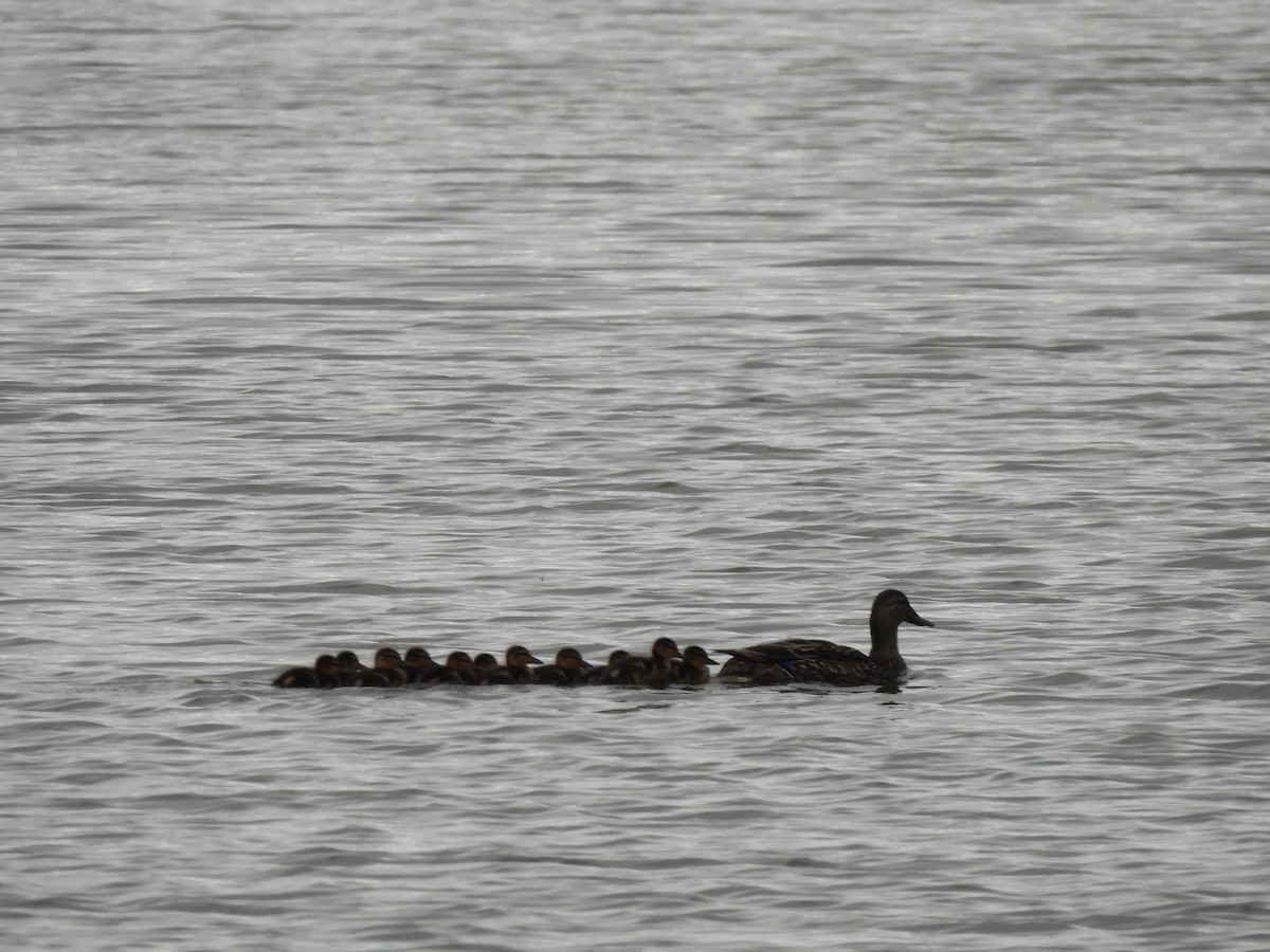 Mallard - Ann Branch