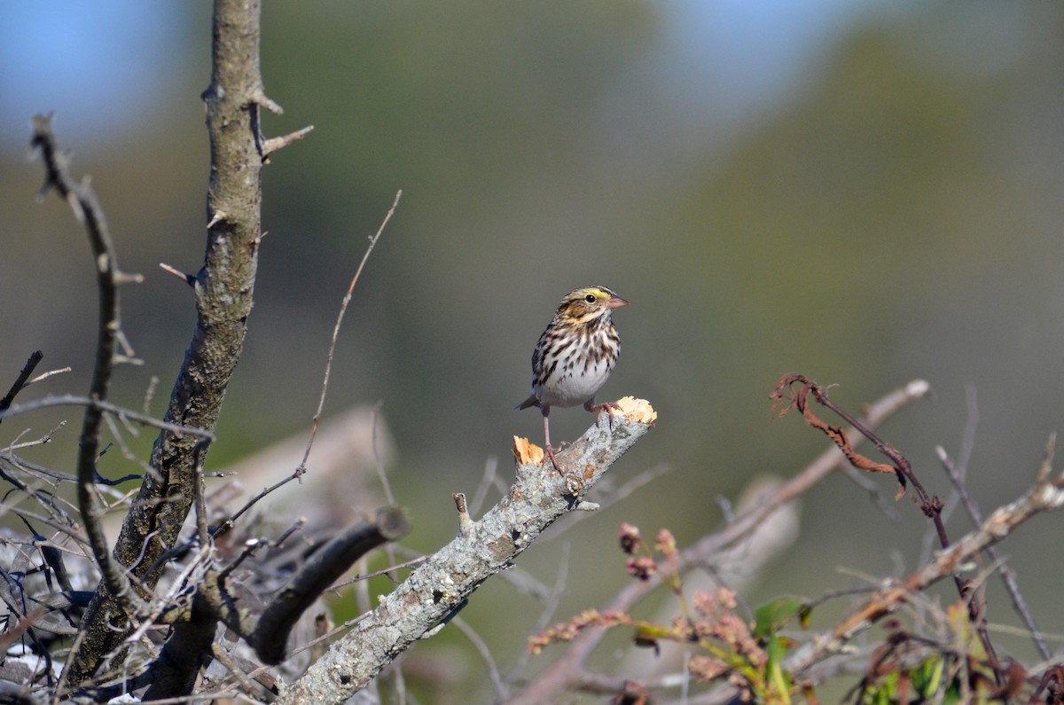 Savannah Sparrow - ML620296148