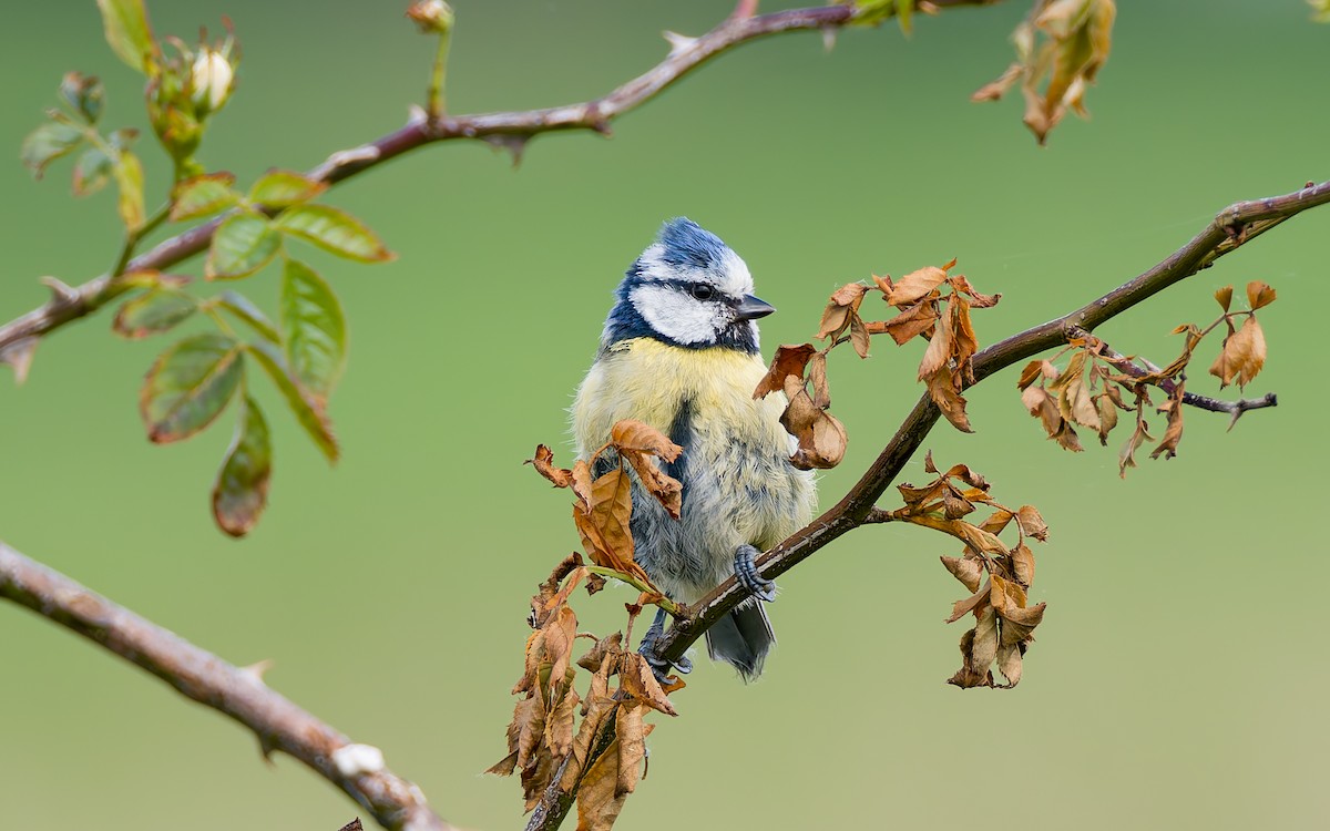 Eurasian Blue Tit - ML620296150