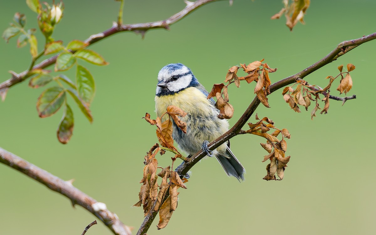 Eurasian Blue Tit - ML620296153