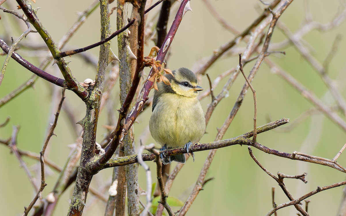 Eurasian Blue Tit - ML620296154