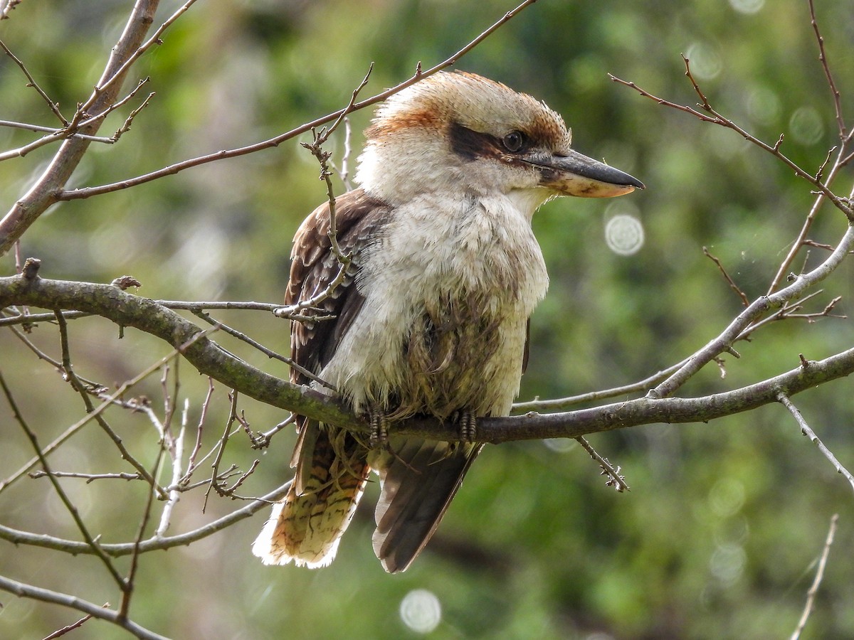 Laughing Kookaburra - ML620296155