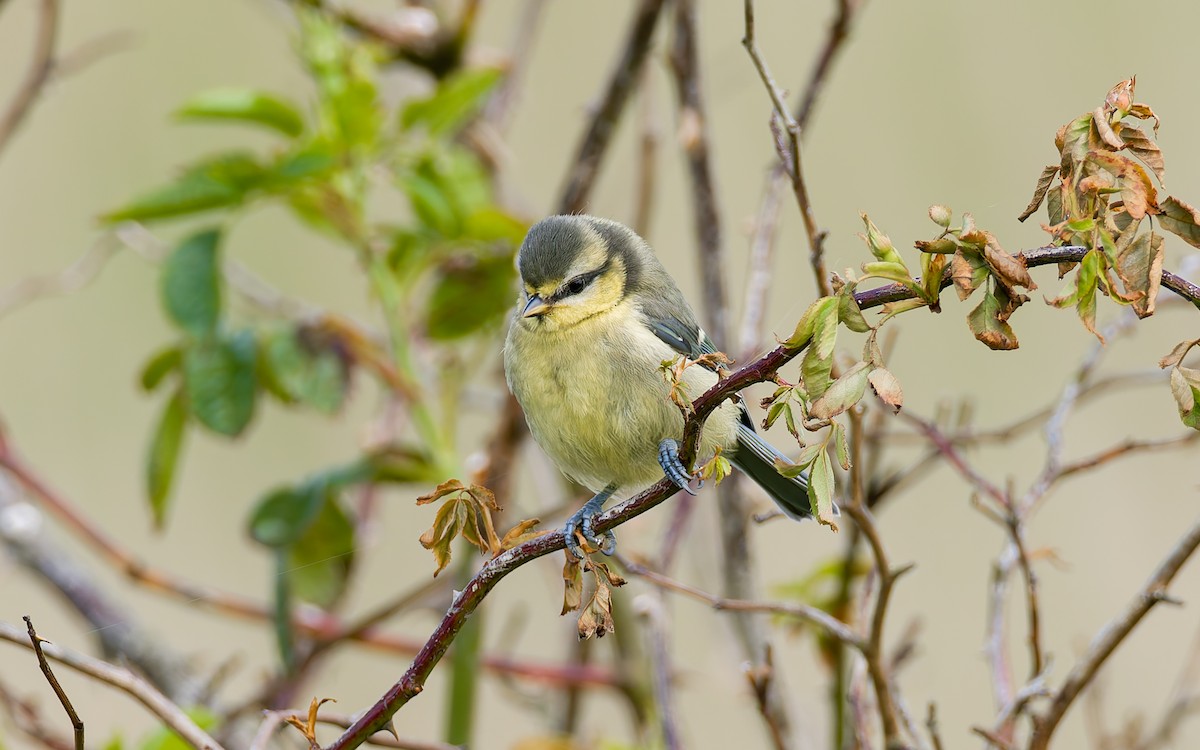 Eurasian Blue Tit - ML620296161