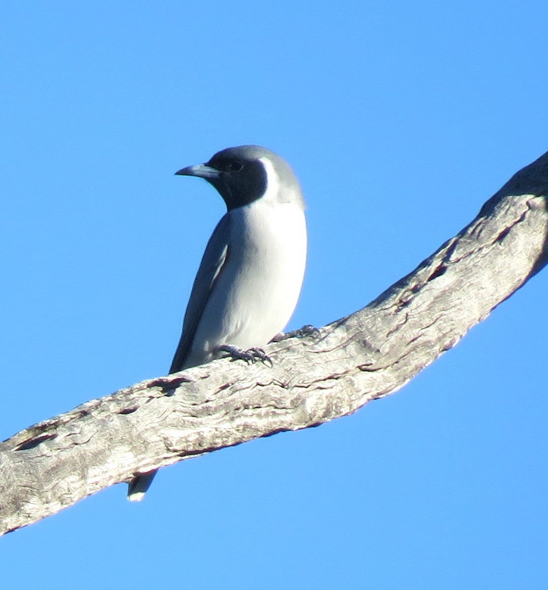 Masked Woodswallow - ML620296163