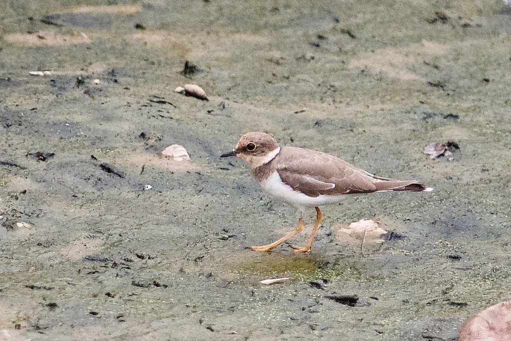 Little Ringed Plover - ML620296165