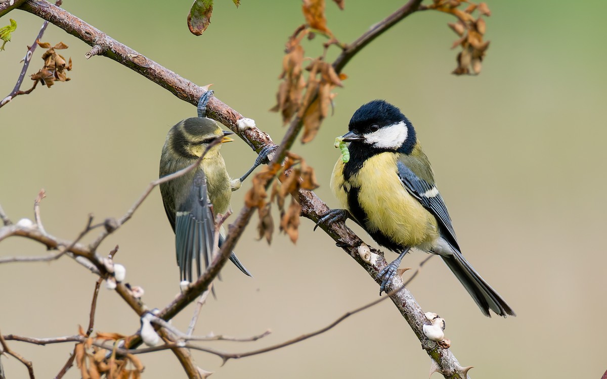 Great Tit - ML620296169