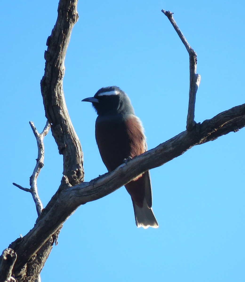 White-browed Woodswallow - ML620296175