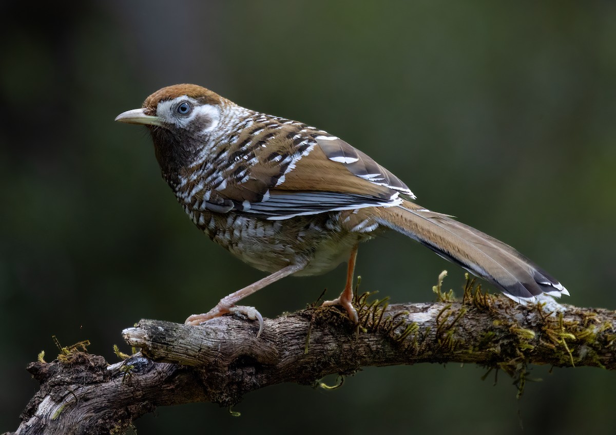 Biet's Laughingthrush - ML620296176