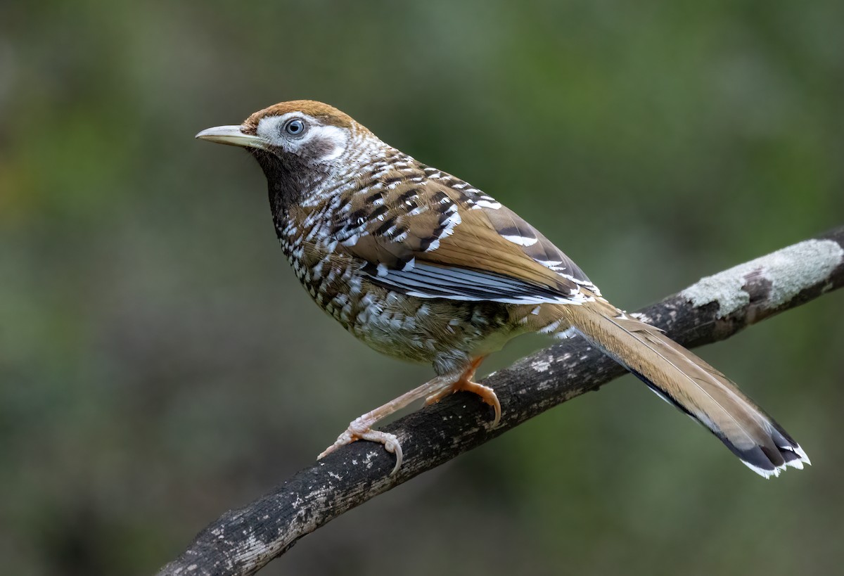 Biet's Laughingthrush - ML620296177