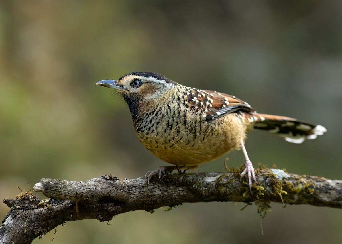 Spotted Laughingthrush - ML620296178