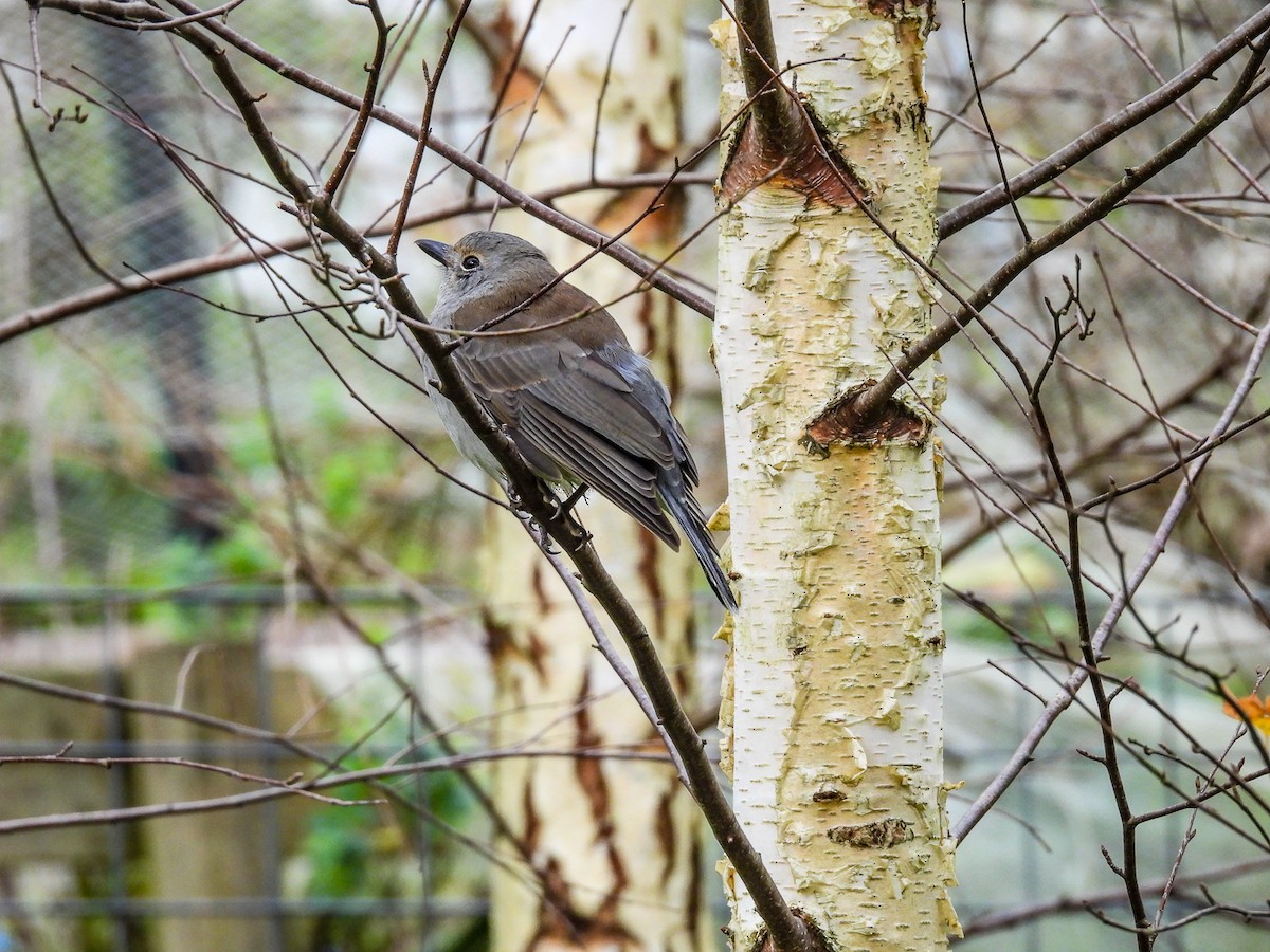 Gray Shrikethrush - ML620296179