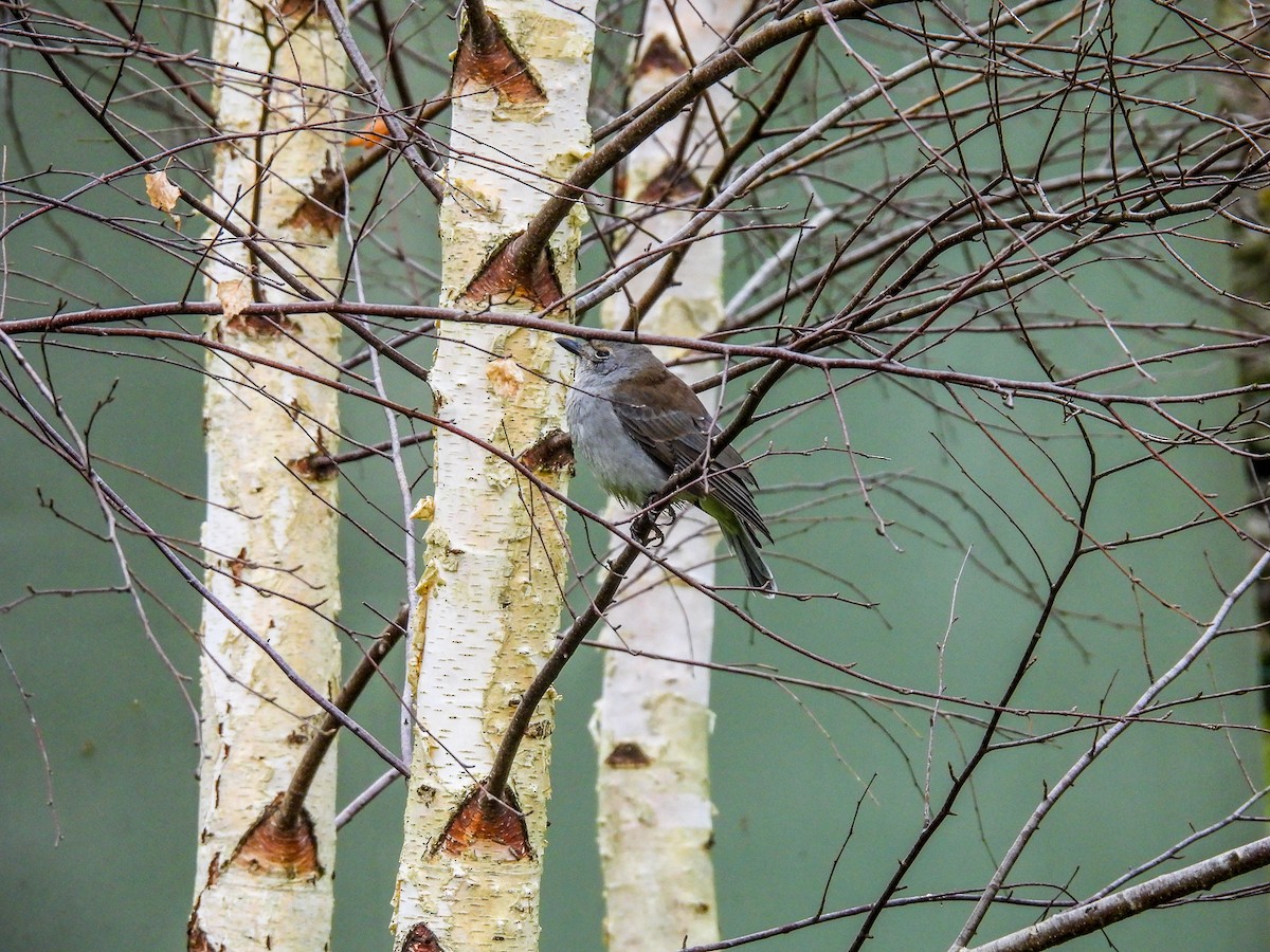 Gray Shrikethrush - ML620296180