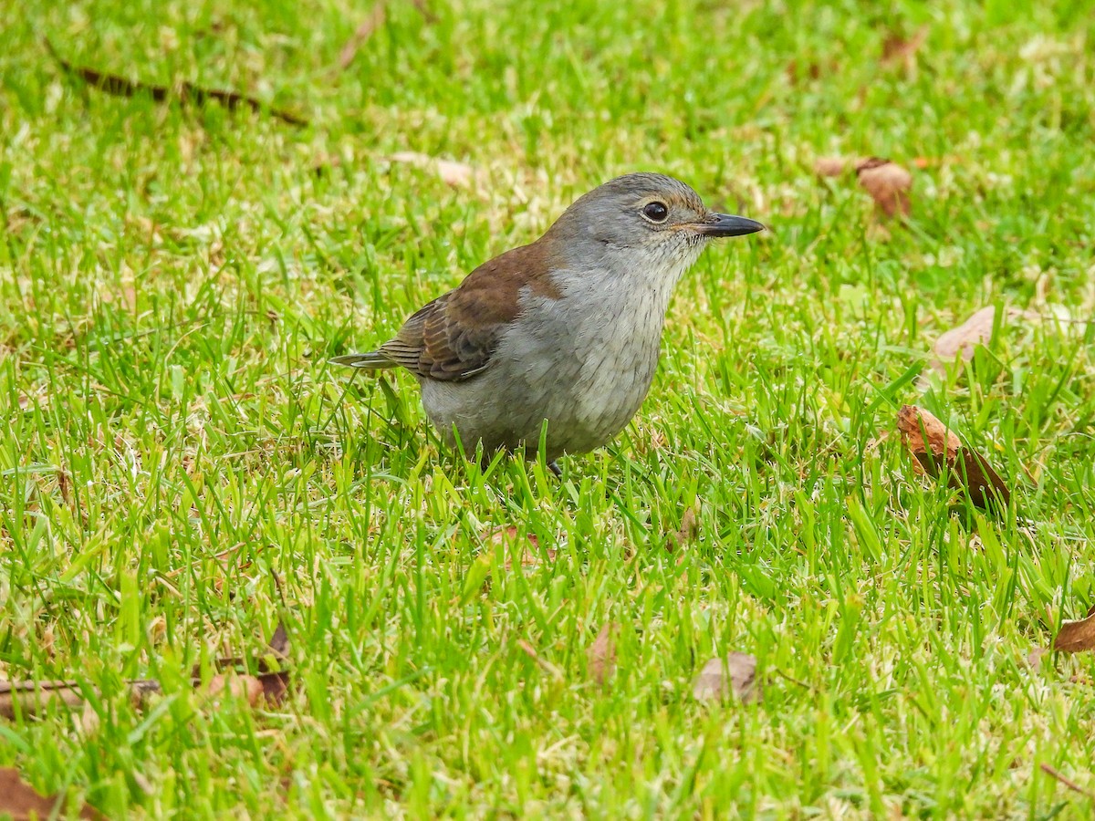 Gray Shrikethrush - ML620296182