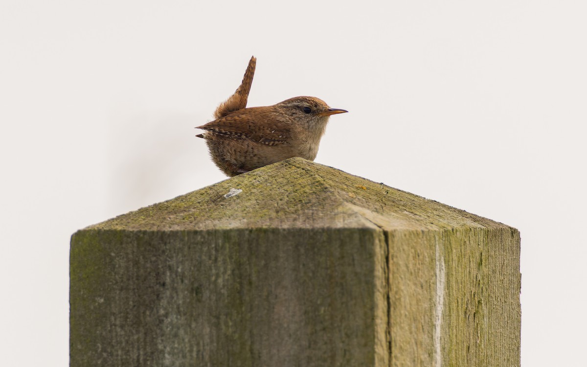 Eurasian Wren - ML620296185