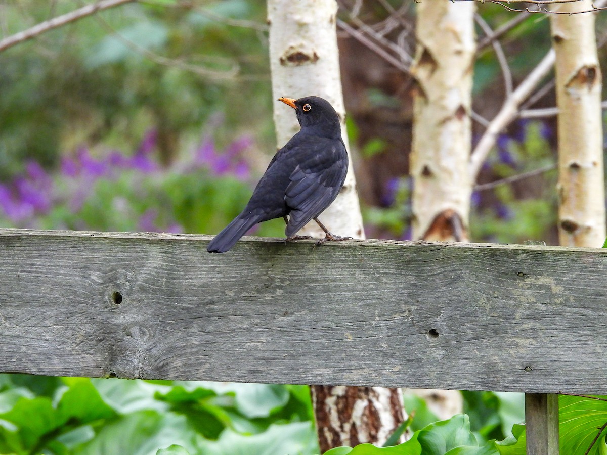 Eurasian Blackbird - ML620296186