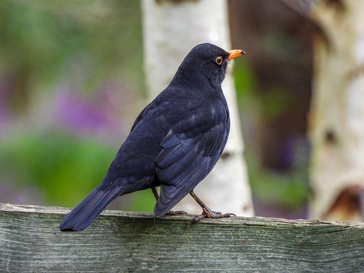 Eurasian Blackbird - ML620296187