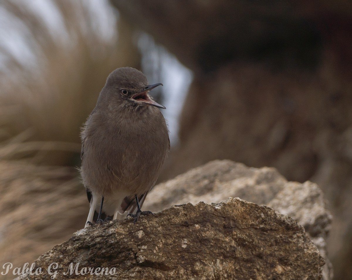 Black-billed Shrike-Tyrant - ML620296189