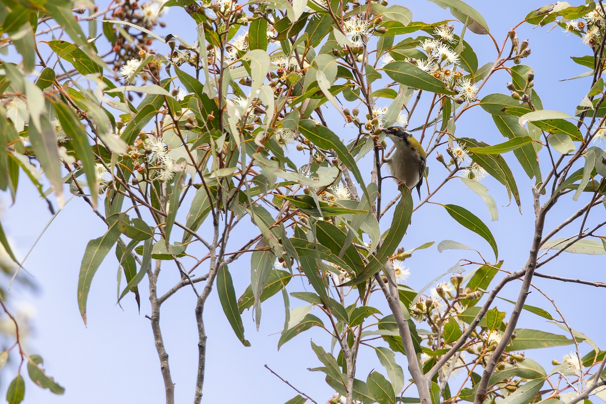 White-naped Honeyeater - ML620296190