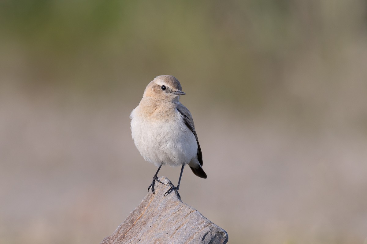 Steinschmätzer (oenanthe/libanotica) - ML620296191