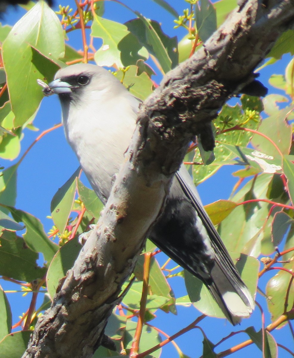 Black-faced Woodswallow - ML620296193