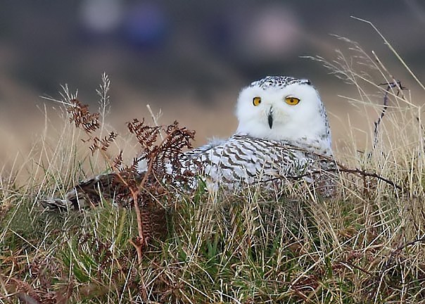 Snowy Owl - ML620296197