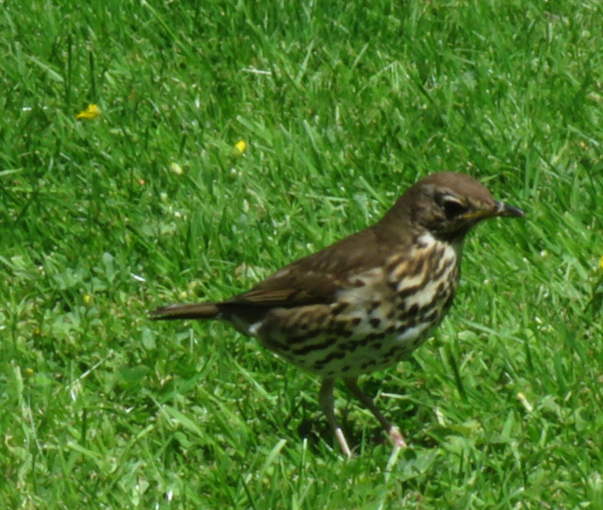 Song Thrush - ML620296198