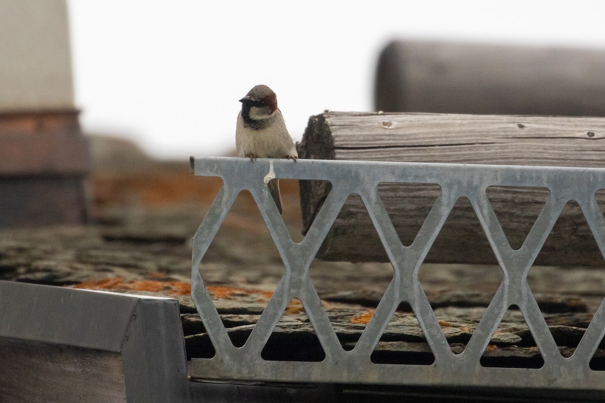 House Sparrow - ML620296200