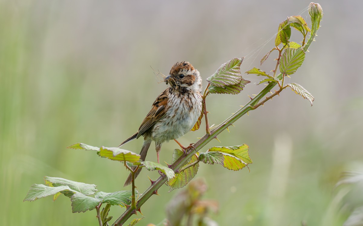 Reed Bunting - ML620296201