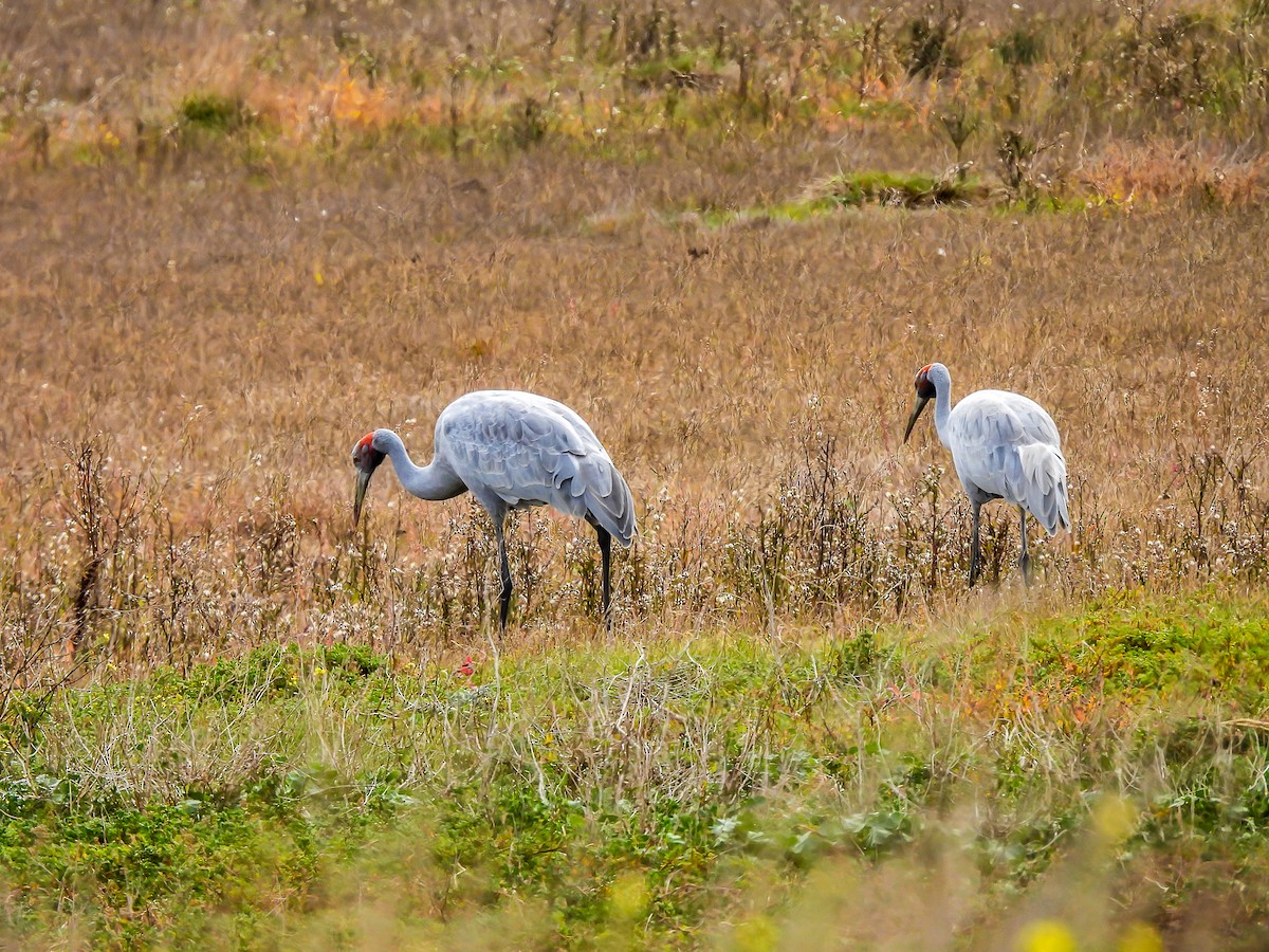 Grue brolga - ML620296202