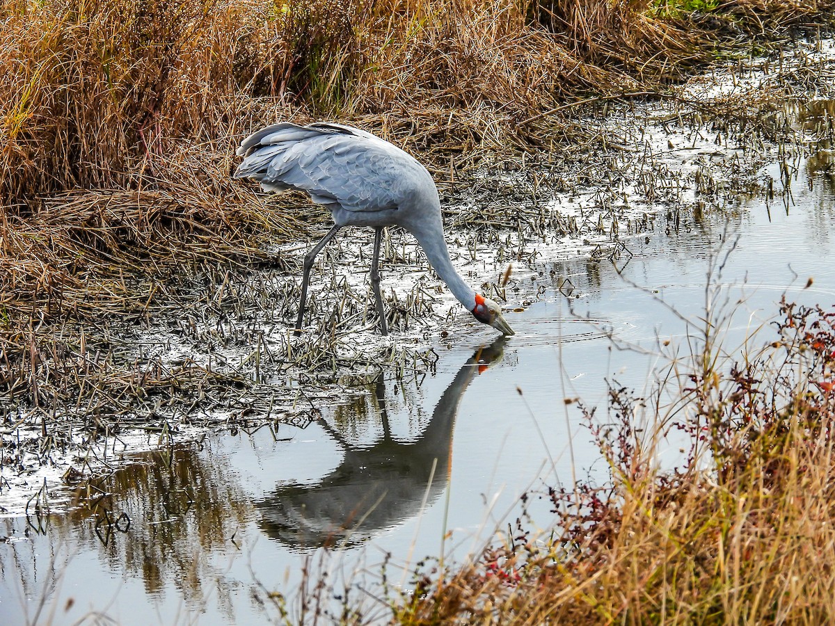 Brolga Turnası - ML620296207