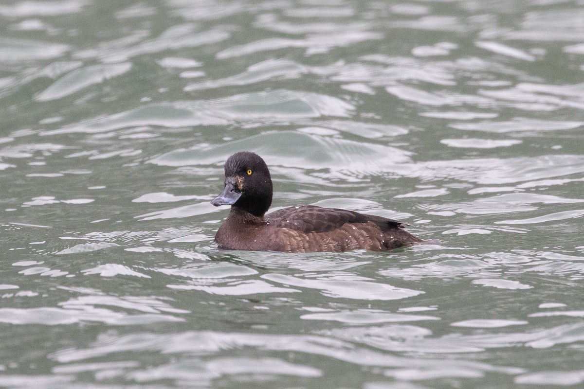 Tufted Duck - ML620296212