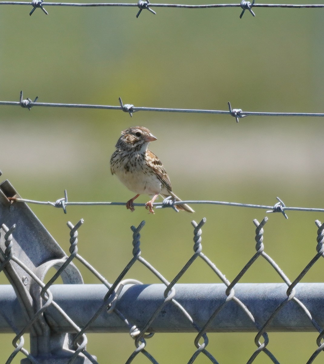 Vesper Sparrow - ML620296214