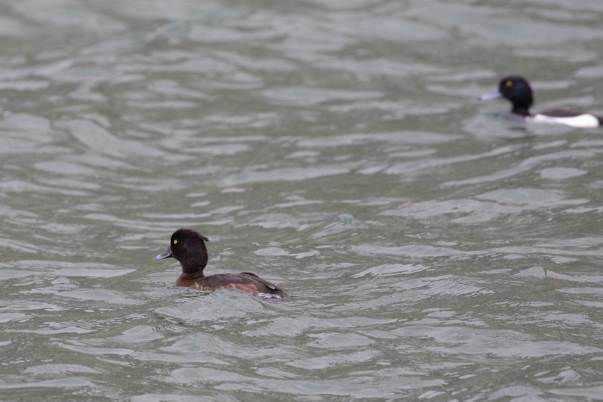 Tufted Duck - ML620296216