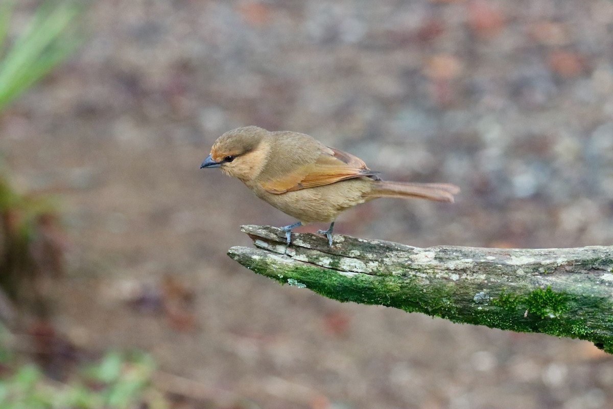 Brown Tanager - ML620296223
