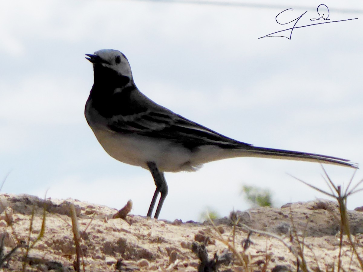 White Wagtail - ML620296225