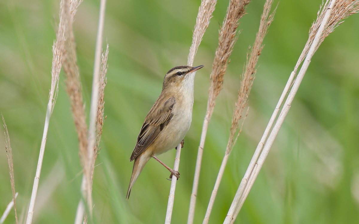 Sedge Warbler - ML620296226