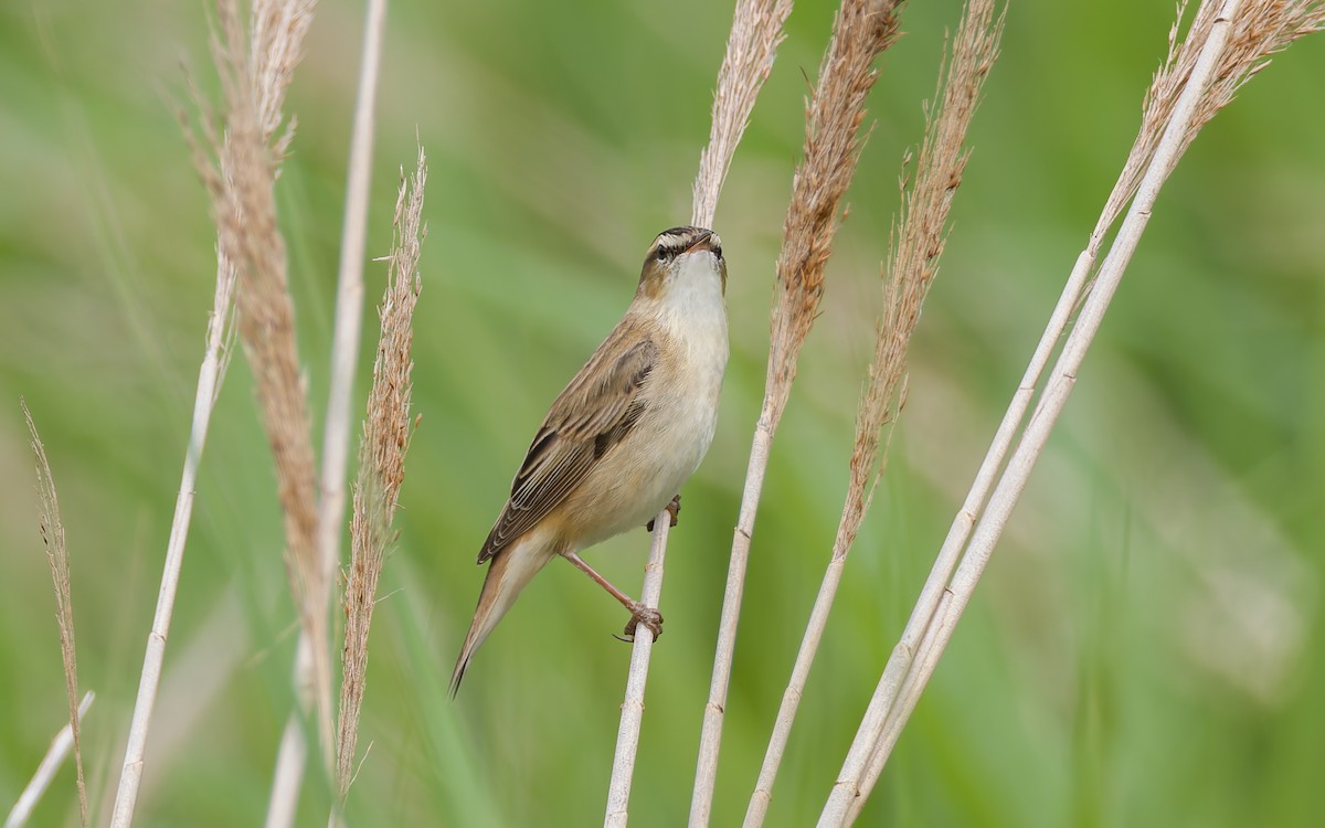 Sedge Warbler - ML620296227