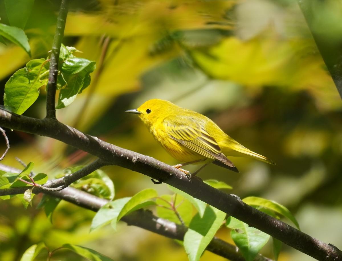 Yellow Warbler - ML620296229