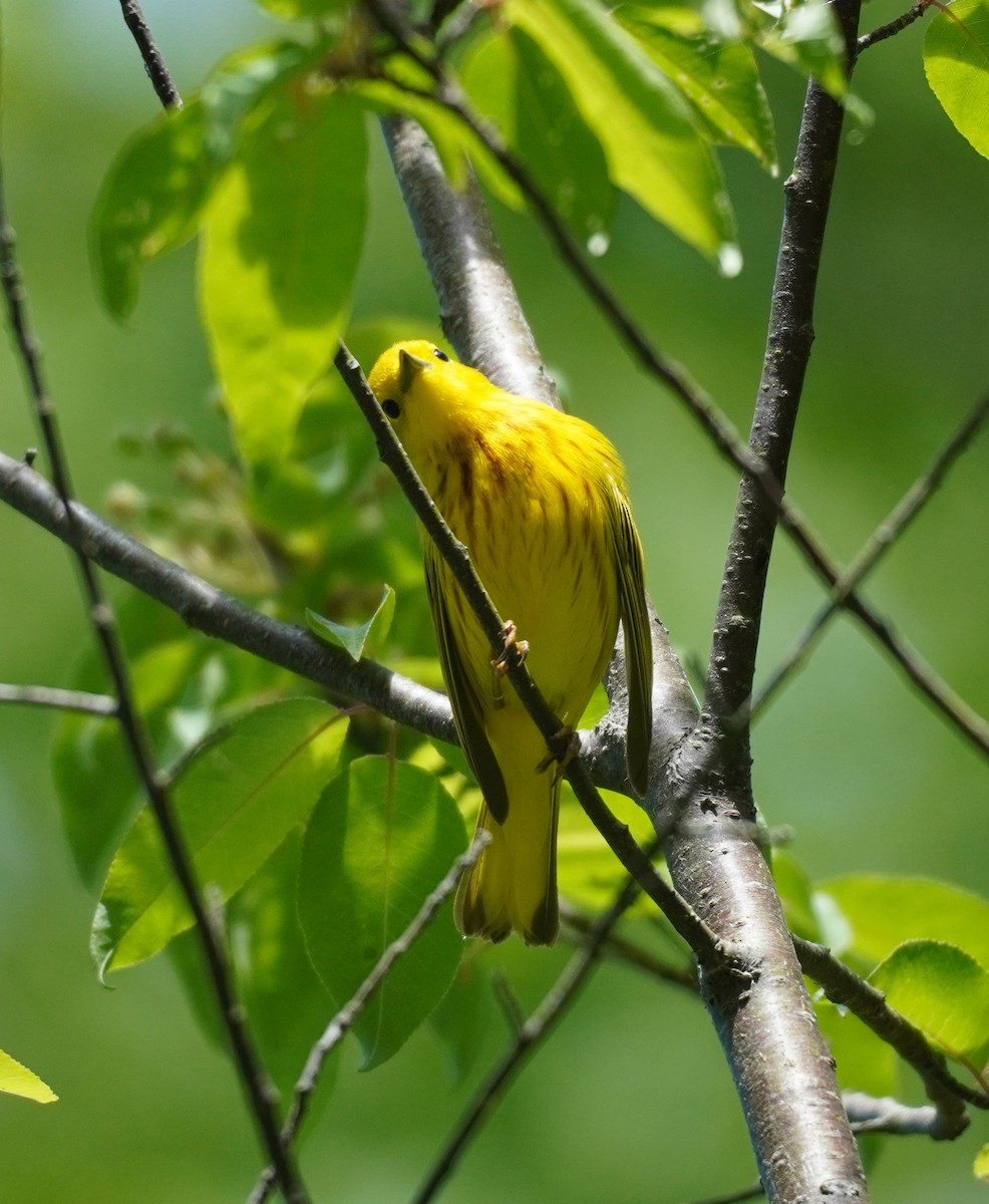 Yellow Warbler - ML620296231