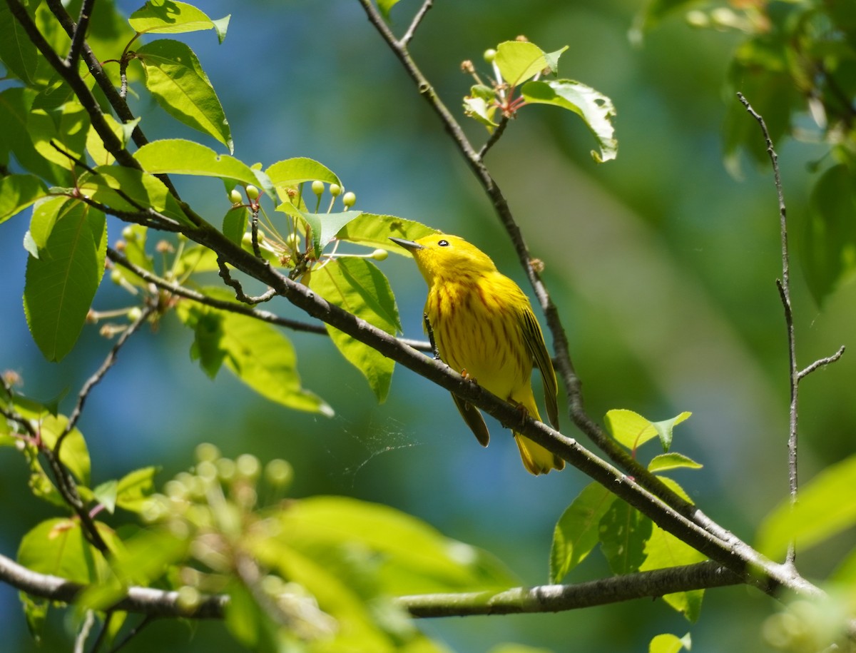 Yellow Warbler - ML620296232