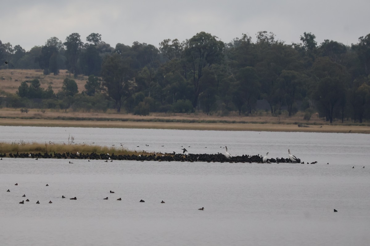 Cormorán Totinegro - ML620296234