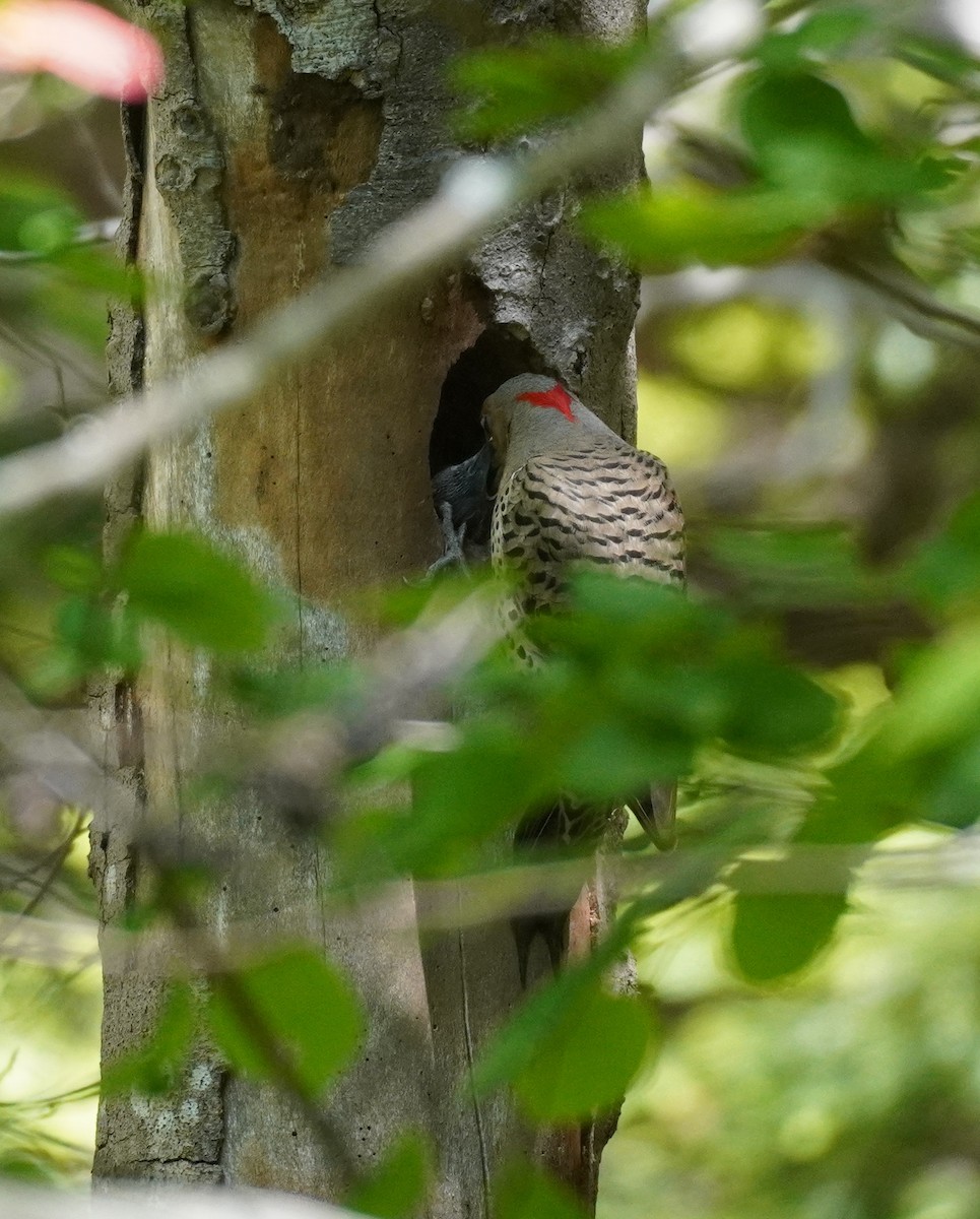 Northern Flicker - ML620296239