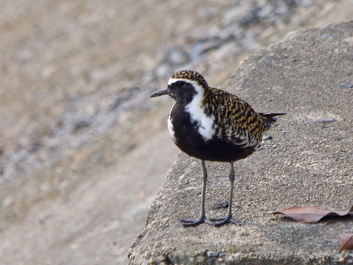 Pacific Golden-Plover - ML620296246