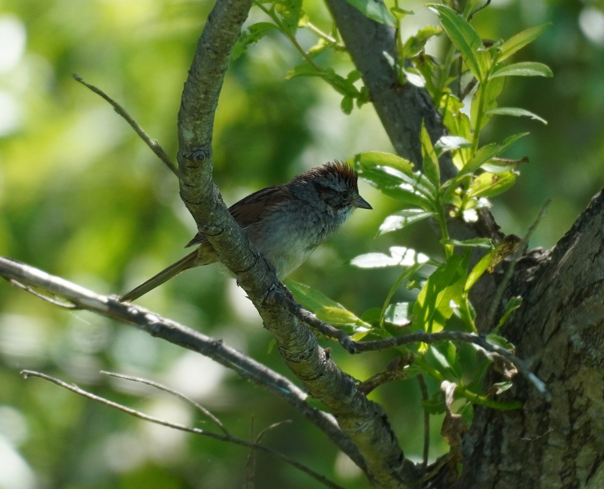 Swamp Sparrow - ML620296247