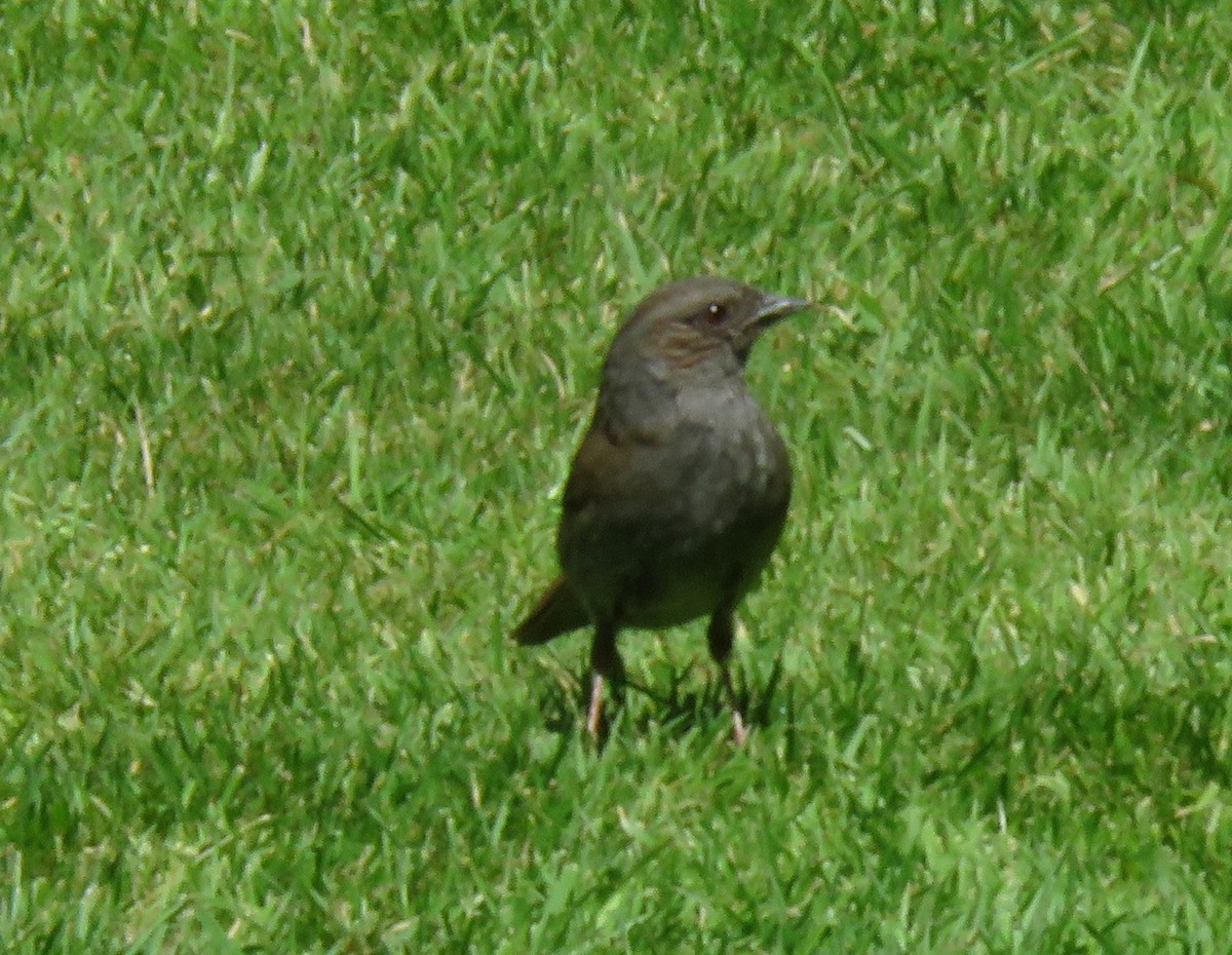 Dunnock - ML620296248