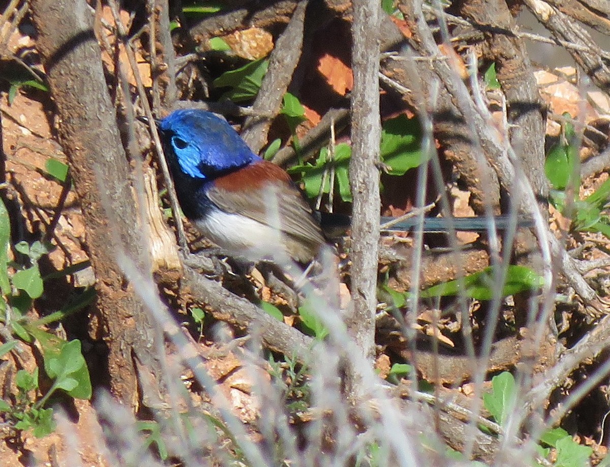 Purple-backed Fairywren - ML620296253