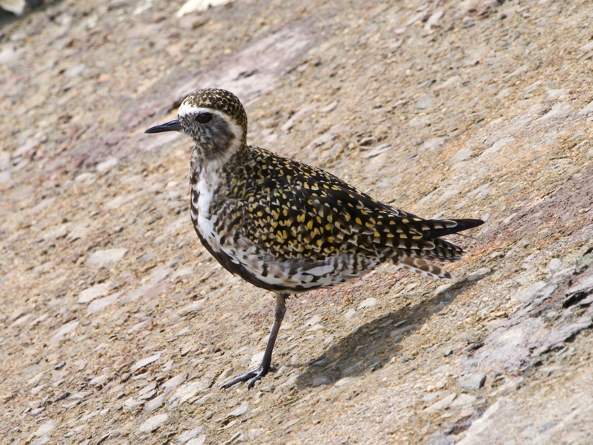 Chorlito Dorado Siberiano - ML620296254