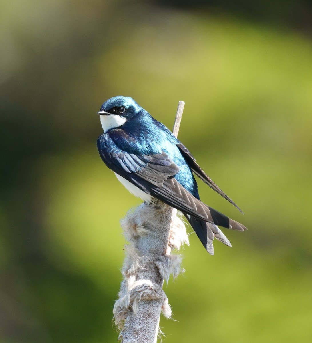 Tree Swallow - ML620296255