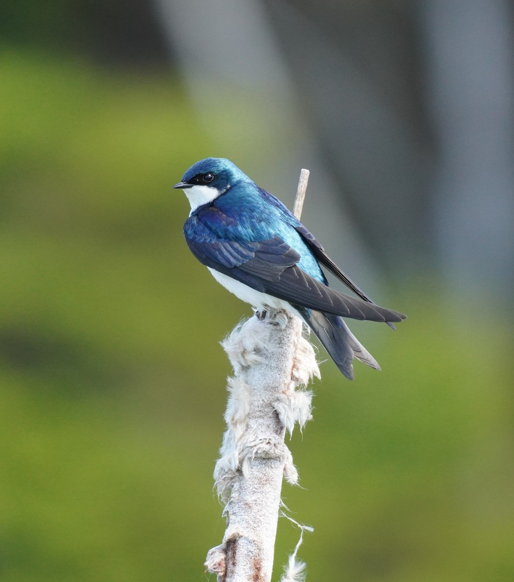 Tree Swallow - ML620296256