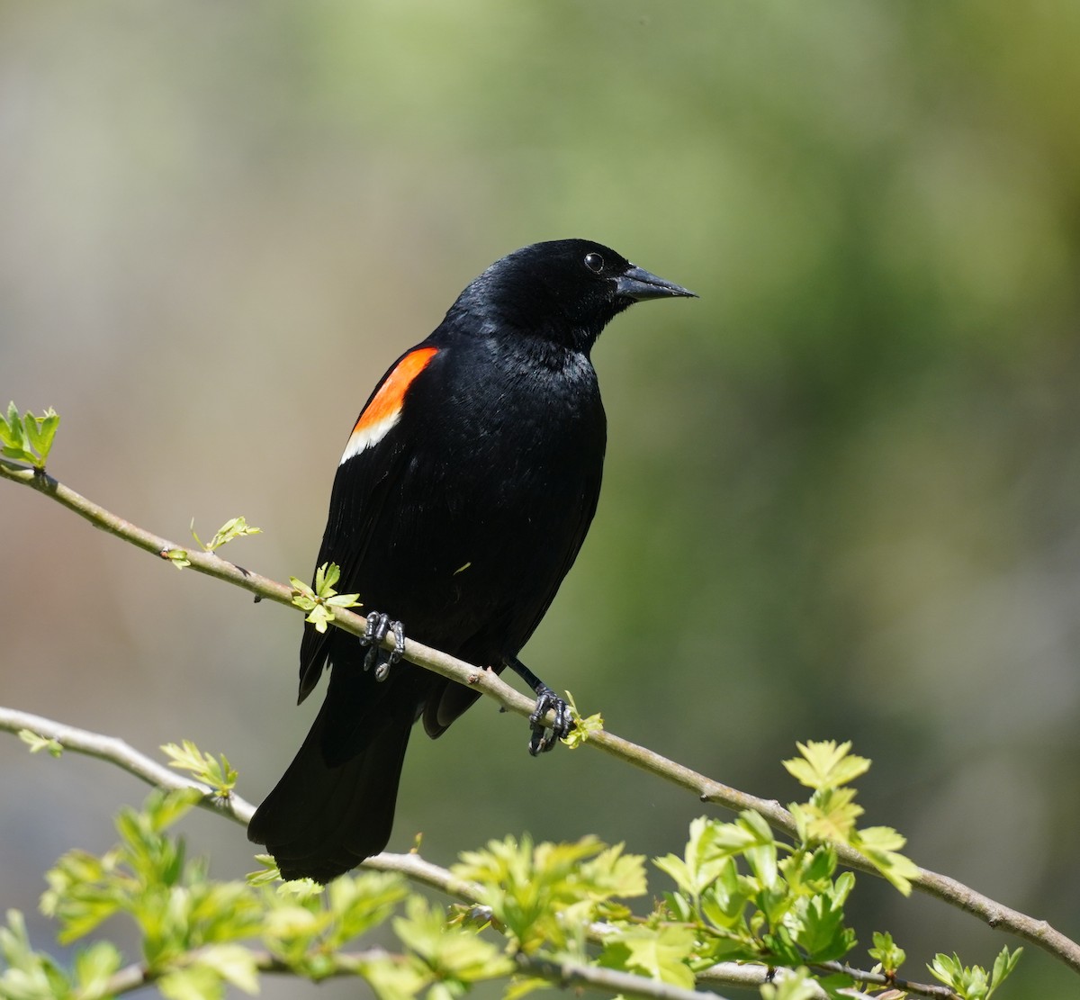 Red-winged Blackbird - ML620296260